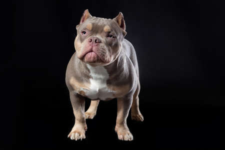 Male dog of american bully breed of lilac tri color standing at the black background at front viewの写真素材