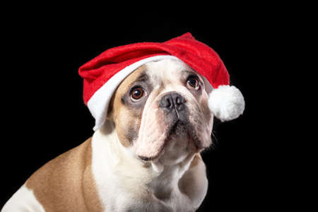 Close up portrait of male dog of french bulldog breed in santa claus red hat with sad dreaming big eyes at the black backgroundの写真素材