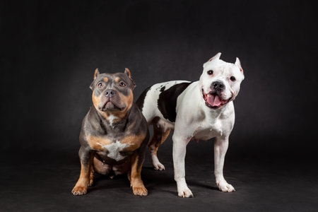 Two american bully breed dogs at black background