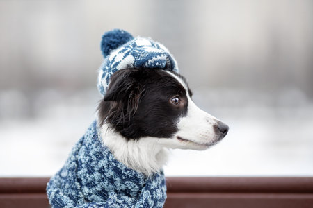 Young female dog of border collie breed black and white color in warm knitted elegant hat or beret...