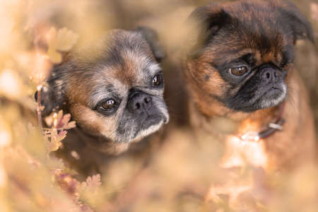 Two cute small griffon dogs amoung autumn leaves at natureの写真素材