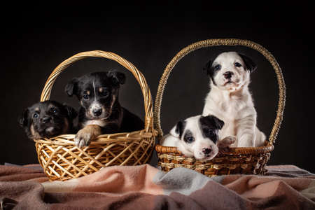 Four small puppies of mongrel dogs of black and white color sitting in two big baskets at black backgroundの写真素材