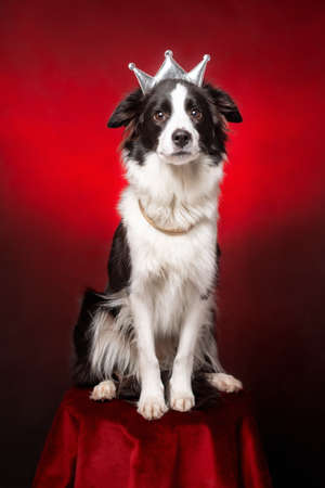 Cute border collie dog of white and black color wearing royal crown and necklace sitting at red velvet background like queen or princessの写真素材