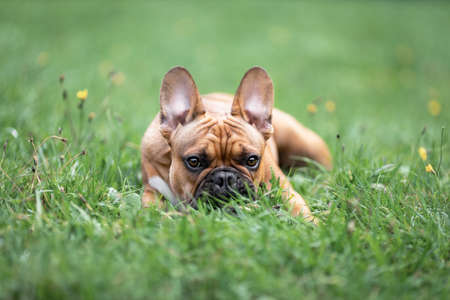 Young french bulldog lying on green grass lawn at sunner. Portrait of pet dog at nature.の写真素材
