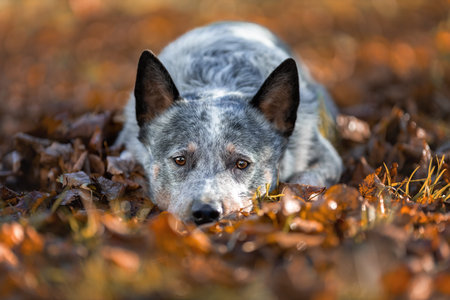 Blue heeler dog is lying down on fallen autumn orange leaves. Portrait of australian cattle dog at...