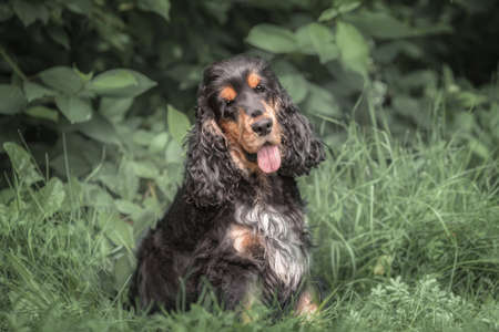 Black tri color english cocker spaniel sitting on green grass at summer. Portrait of dog at nature.の写真素材