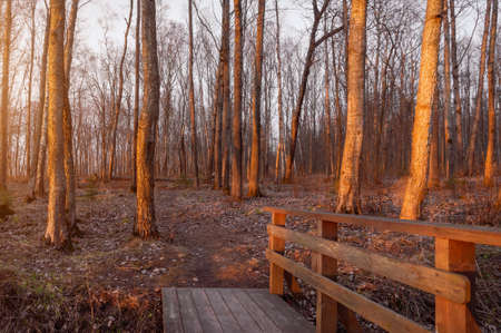 beautiful autumn or spring forest at sunset, path with a wooden bridge and a railing between tree trunks without leavesの写真素材