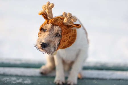 Portrait of young unhappy dog of parson russell terrier breed in knitted reindeer hat outdoors in winterの写真素材