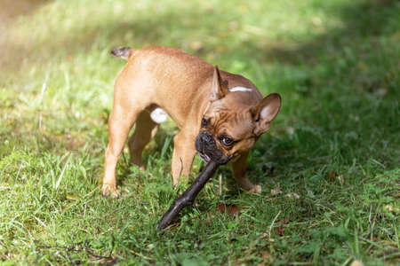 French bulldog dog puppy is palying with stickの写真素材