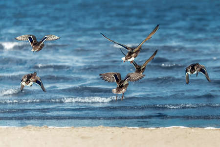 Front view of a flock of wild mallard ducks flying over blue waterの写真素材