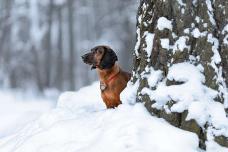 Young bavarian mountain hound dog standing at winter nature on snowの写真素材