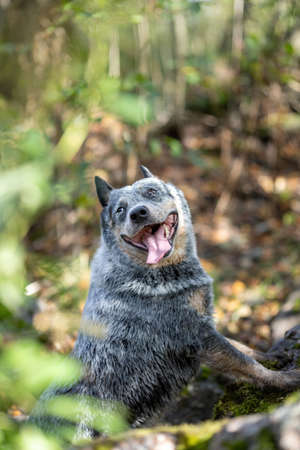 Australian cattle dog in forest with tongue out while training touch command. Blue heeler funny portraitの写真素材