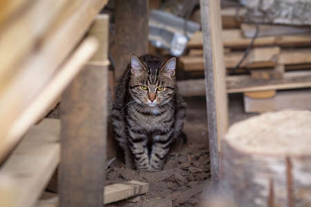 Tabby young domestic gray cat sitting in wooden shop anf taking a crapの写真素材