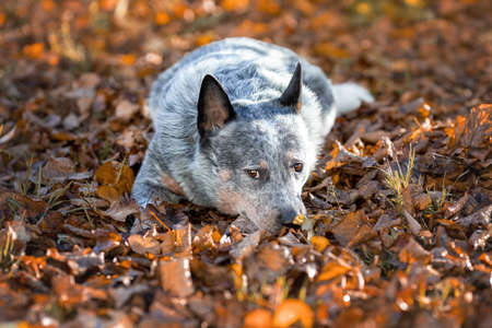 Blue heeler dog among autumn leaves. Portrait of australian cattle dog at nature.の写真素材