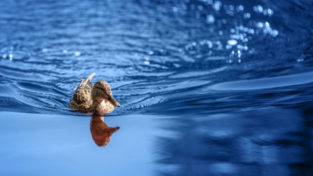 Female duck swimming on bright blue water