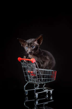 Little kitten of oriental cat breed of solid ebony color sitting in small toy supermarket basket against black background. Pet shop conceptの写真素材