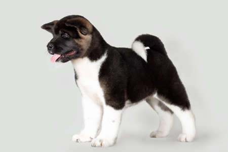 little funny puppy of american akita breed dog on black backgroundの写真素材
