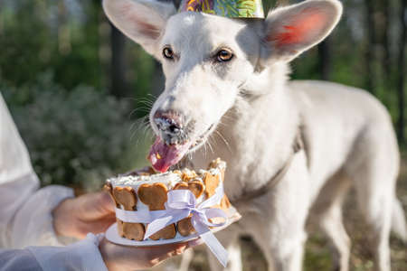 White mongrel dog eating birthday cake with tongue outの写真素材