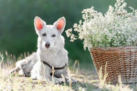 White mongrel dog lying down at nature near basket with white flowersの写真素材