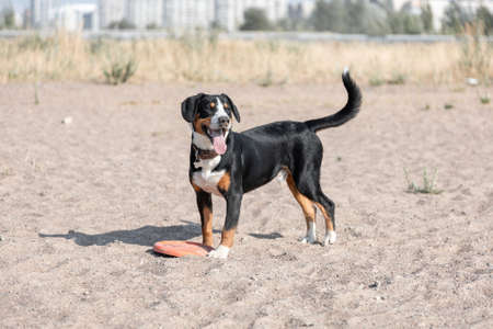 Active dog of entlebucher sennenhund breed with flying disc at the beachの写真素材