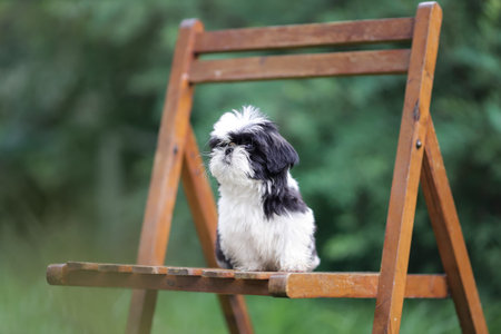Shih tzu puppy of black and white color at summer nature