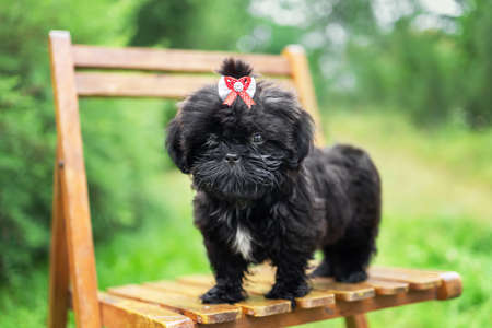 Shih tzu puppy of black color with bow at summer natureの写真素材