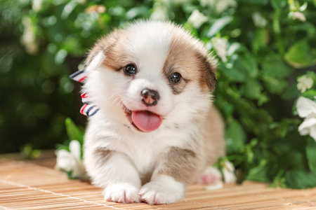 Small cute smiling puppy of pembroke welsh corgi at nature in summerの写真素材