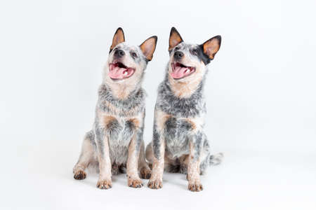 Two cute blue heeler puppies sitting isolated on white background. Australian cattle dogs pet portraitの写真素材