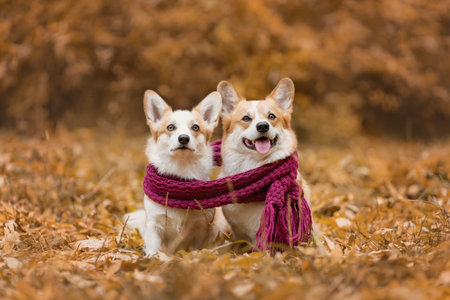 Portrait of two welsh corgi pembroke breed dogs sitting together wearing scarf at autumn nature