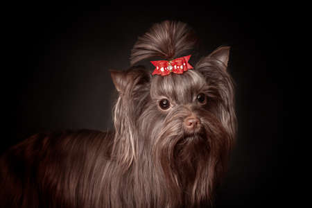 Closeup portrait of face of beautiful Yorkshire terrier dog chocolate color on a black backgroundの写真素材