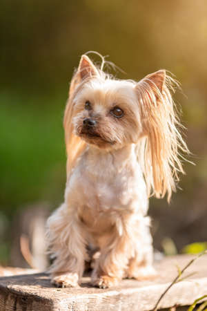 Cute yorkshire terrier breed dog sitting at nature in sunlightの写真素材
