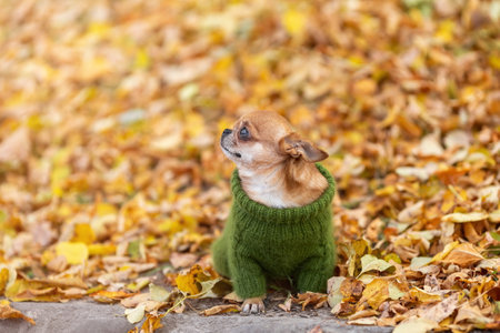 Sad little chihuahua dog wearing stylish green knitted clothes is sitting among yellow fallen leaves in the cold autumn season at nature.の写真素材