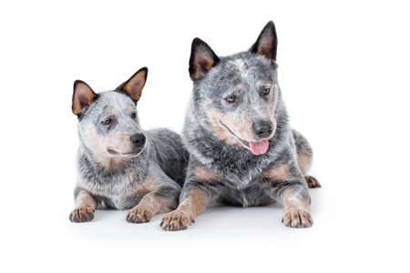 Two blue heeler or australian cattle dogs, adult and puppy, lying and looking down isolated against white background.の写真素材