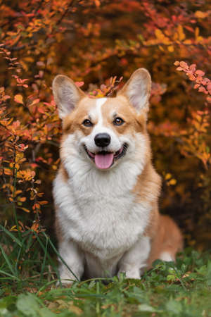 Portrait of smiling welsh corgi pembroke breed dog at nature in autumnの写真素材