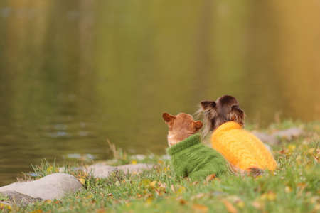 Two chihuahua dogs wearing warm sweaters are sitting at the edge of water in the cold autumn season.の写真素材