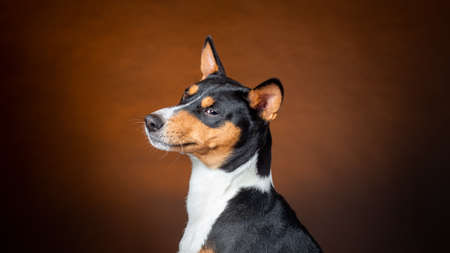 Portrait of african basenji breed dog against brown backgroundの写真素材