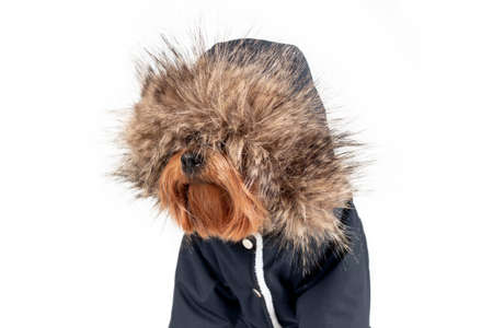 Funny close up portrait of brown dog in furry hood isolated on white background. Winter pet concept. Copy space.の写真素材