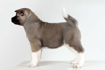 profile view of little puppy of american akita breed dog standing on gray backgroundの写真素材