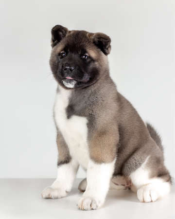 funny little puppy of american akita breed dog sitting on gray backgroundの写真素材