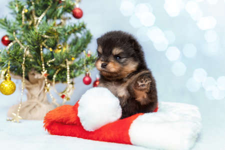 Cute little puppy of pomeranian spitz breed dog sitting with santa hat on the background of christmas tree. Pet at beautiful bokeh lights. New year concept.の写真素材