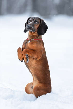 Funny cute brown bavarian mountain hound dog training tricks at winter nature on snowの写真素材