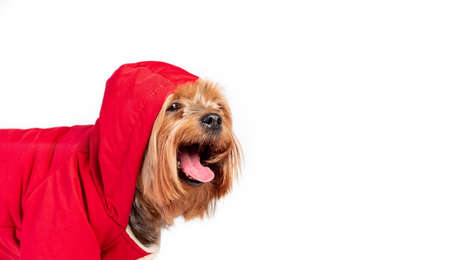 Happy smiling yorkshire terrier breed dog in red coat closeup on white background. Dog head is covered by hood. Copy spaceの写真素材