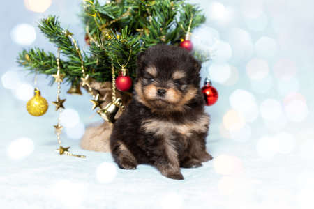 Cute small puppy of pomeranian spitz breed dog on the background of christmas tree. Pet at beautiful bokeh lights. New year concept.の写真素材