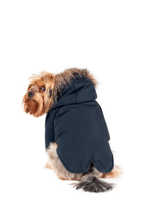 Sad yorkshire terrier in black jacket with hood isolated on white backgroundの写真素材