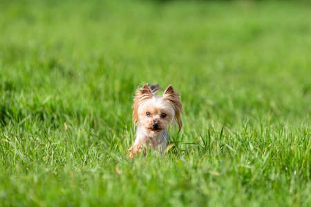 Little cute yorkshire terrier dog runs among green grass at summer natureの写真素材