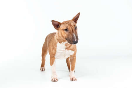 Female dog of miniature bull terrier of red color standing isolated on white backgroundの写真素材
