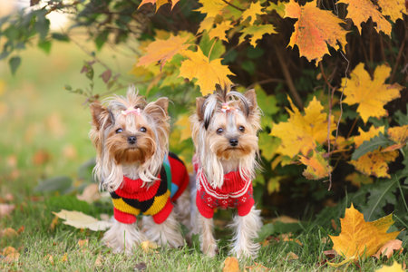 Two cute dogs of yorkshire terrier breed in knitted clothes sitting at nature among yellow maple...