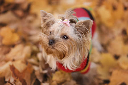 Close up portrait of cute yorksire terrier dog in sweater at autumn natureの写真素材