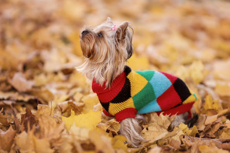 Playing yorksire terrier dog in sweater at autumn nature