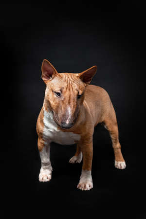 Portrait of female dog of miniature bull terrier breed of red color standing isolated on black background. front viewの写真素材